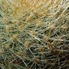 Rebutia _hoffmannii _03